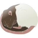 190 Adult Hooded Rat Sleeping