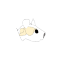 558 Rat Head With Brain Atlas