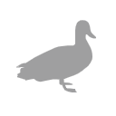 Duck Silhouette Svg