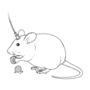 99 Mouse Fat Eating Fiber