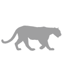 Mountain Lion Silhouette Svg
