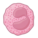 Eosinophil 3D