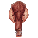 Parathyroid Gland Anatomy