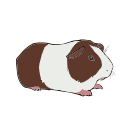 Guinea Pig Cute Vector