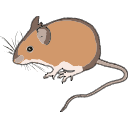 Wood Mouse Rodent Vector