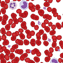 Slide View Blood Cells