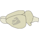600 Whole Brain Side View With S1
