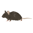 672 Mouse Cartoon