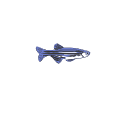 202 Adult Zebrafish