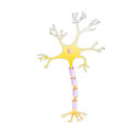448 Neuro