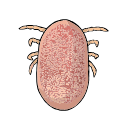 Free Scientific Illustration Of Tick Feeding Day 6