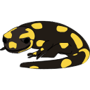 327 Salamander U Qjd1zo