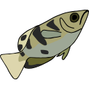 316 Archerfish Y Tm9q On