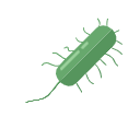 Svg Bacillus