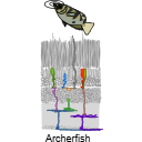 332 Archerfish Retina Vta Dz Xd