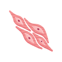Muscle Cell
