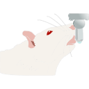 194 Adult Albino Rat Drinking