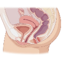 Female Genitourinary