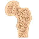 Normal Femur Bone Section