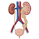 Hydronephrosis And Hydroureter Normal Ureter