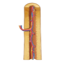Bone In Section With Vessels