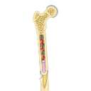 Section Of Bone Femur