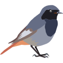 289 Black Redstart