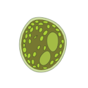Nannochloropsis Sp