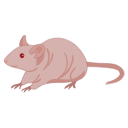Nude Mouse
