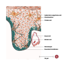 Free Illustration Epidermal Ridge