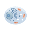 Animal Cell