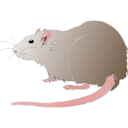 371 Adult Siam Rat Sitting