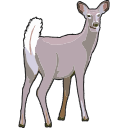 White Tailed Deer Vector