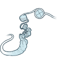 Free Scientific Illustration Download Of Chromatin