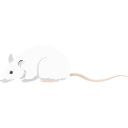 29 Rat 3