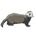 Ferret Pet Vector Svg