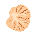 57 Macaque Cerebellar Coretxsaggital Section