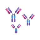 Svg Antibodies