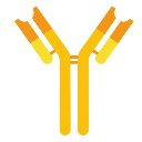 Immunoglobulin