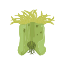 Icon Partial Section Of Sea Anemone