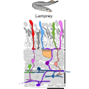 339 Lamprey Retina