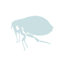 Free Scientific Illustration Of Flea Feeding