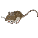 Peromyscus Mouse Vector