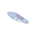 Paramecium Tetraurelia