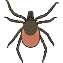 Free Scientific Illustration Of Tick Nymph Feeding 48hr
