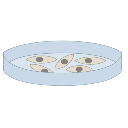 Petridish With Cells