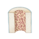 Bone Cross Section