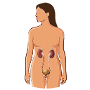Female Genitourinary