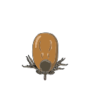 Free Scientific Illustration Of Tick Nymph Feeding Day 3