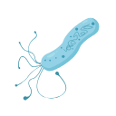 Icons H Pylori